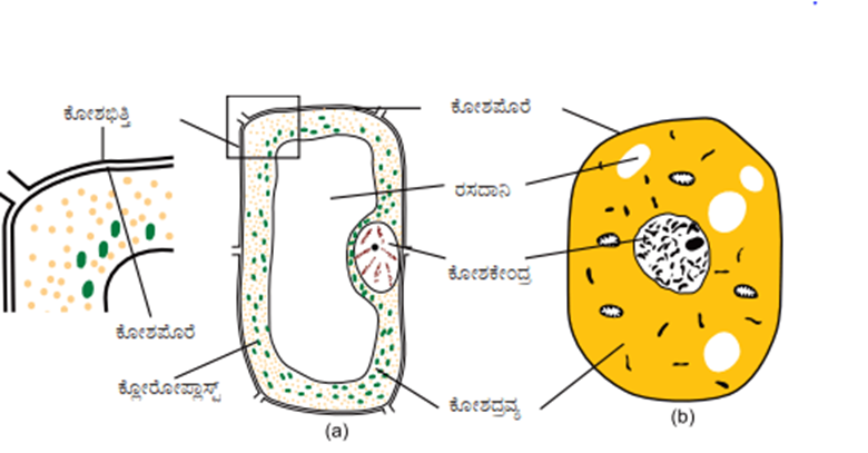 image-3 ncert class 8 science answer  ಅಧ್ಯಾಯ - 11: ಜೀವಕೋಶ - ರಚನೆ ಮತ್ತು ಕಾರ್ಯಗಳು