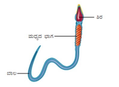 image-4 ncert science of class 8: ಅಧ್ಯಾಯ -12 ಪ್ರಾಣಿಗಳಲ್ಲಿ ಸಂತಾನೋತ್ಪತಿ
