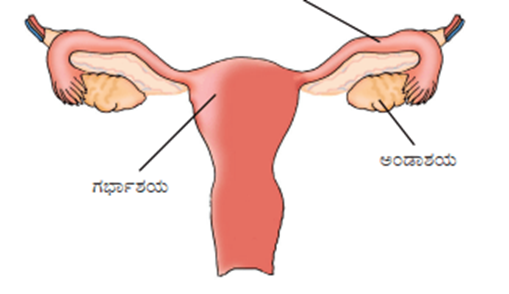image-6 ncert science of class 8: ಅಧ್ಯಾಯ -12 ಪ್ರಾಣಿಗಳಲ್ಲಿ ಸಂತಾನೋತ್ಪತಿ