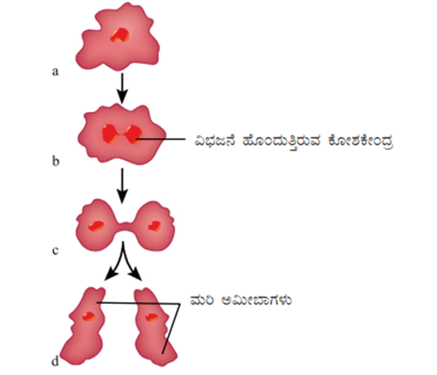 image-7 ncert science of class 8: ಅಧ್ಯಾಯ -12 ಪ್ರಾಣಿಗಳಲ್ಲಿ ಸಂತಾನೋತ್ಪತಿ