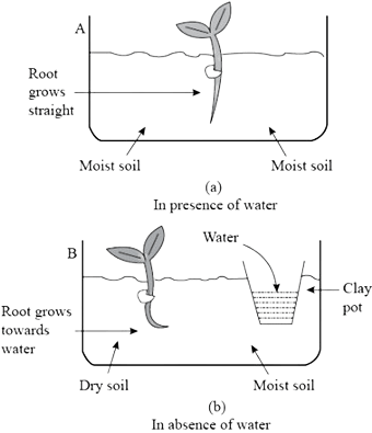 “Diagram showing hydrotropism experiment from Class 10 Science Chapter 6, where plant roots grow towards moisture in presence and absence of water.”